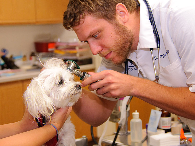 Portage Veterinary Careers